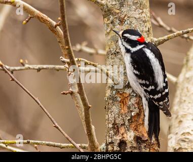 Downy woodpecker perched on trunk of tree. Stock Photo