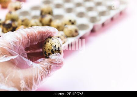 Quail eggs in hand in glove on pink background. Top view, selective focus. Stock Photo