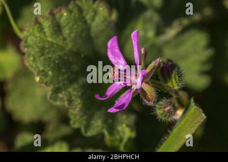 Erodium malacoides, Mediterranean Storksbill Flower Stock Photo