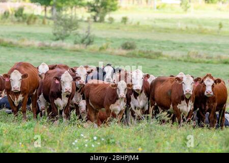 A herd of cattle in a field. The cows are all looking at the camera. Most are brown and white, but one is black and white. They have numbered ear tags Stock Photo