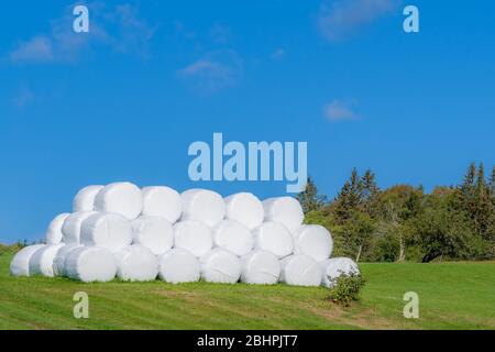 A large pile of hay rolls wrapped in white plastic. They are stacked in a field with trees in behind and blue sky above. They look like giant marshmal Stock Photo