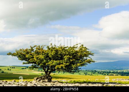 Hawthorn tree on Crosby Ravensworth Fell in Cumbria with the North Pennines on the skyline Stock Photo