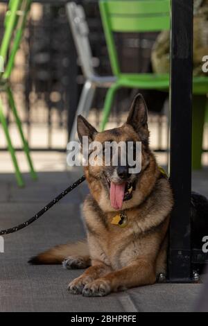 A german shepherd on an outdoor patio Stock Photo