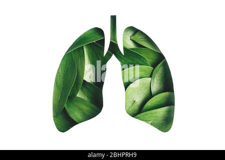 Fresh green leaves shaped in human lungs isolated on white background. Stock Photo