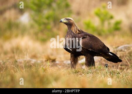 Majestic golden eagle sitting on meadow with blurred green trees in background Stock Photo