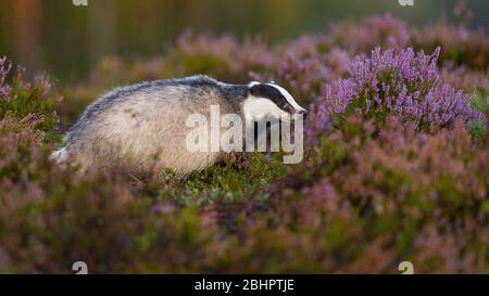 Curious european badger looking aside from profile view on blooming heathland Stock Photo