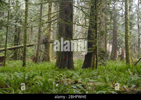 CLASSIC TRUNK: MICRO DOT PINE