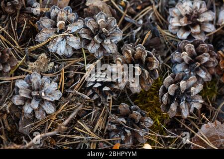 Pine cones on the forest floor near the lake Vansjø in Østfold, Norway. Stock Photo