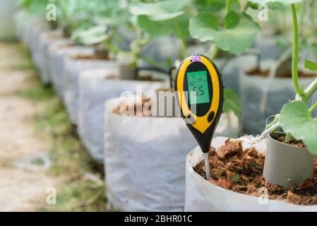 Use soil PH meter for check the PH value Stock Photo