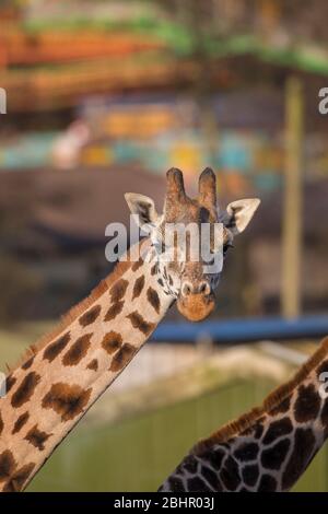 Front view close up of giraffe animal head & neck (Giraffa camelopardalis) in outdoor sunshine by amusement park, West Midland Safari Park, UK. Stock Photo