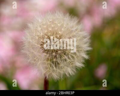 Close-up of a dandelion clock with out of focus pink Prunus blossom petals on a grass verge. Stock Photo