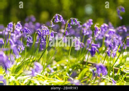 Close up of Bluebells in woodland with blurred background. Much Hadham, Hertfordshire. UK Stock Photo