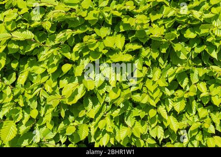 Close up of green leaves on a Hornbeam Hedge. Stock Photo