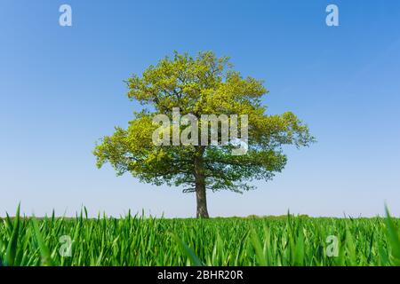Single Oak tree in a field of wheat shoots against a clear blue sky . Much Hadham, Hertfordshire. UK Stock Photo