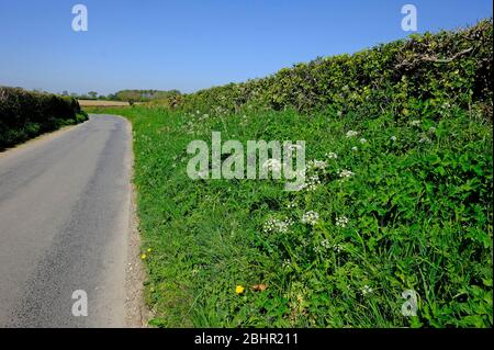 tall spring hedgerow on country lane, north norfolk, england Stock Photo