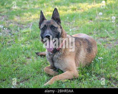 Belgian shepherd dog malinois Stock Photo