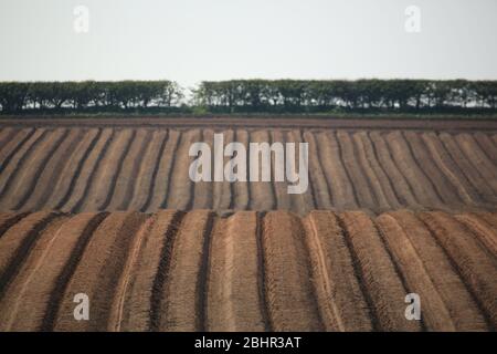 Ridge and furrow ploughed field in England, UK. Stock Photo