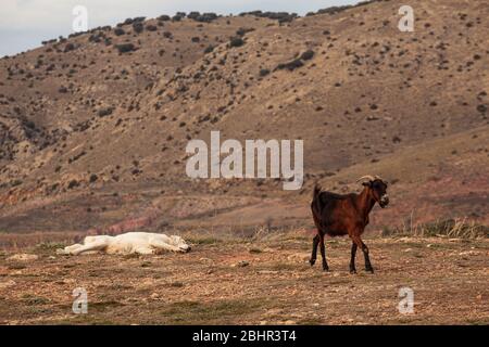 Sleepy sheepdog guarding goat Stock Photo