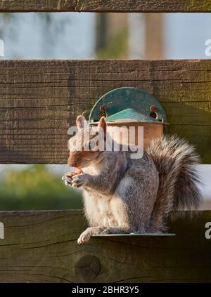 Grey Squirrel sitting on a garden feeder. Stock Photo