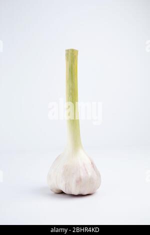 Garlic isolated on white background with clipping path Stock Photo