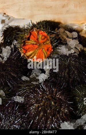 Sea urchins, are typically spiny, globular animals, echinoderms in the class Echinoidea. Seafood on ice at the fish market Stock Photo