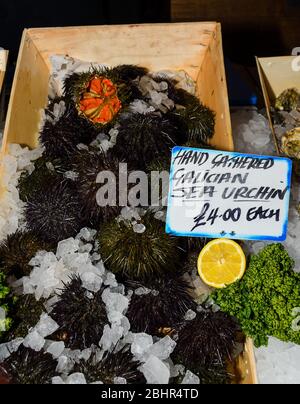 Sea urchins, are typically spiny, globular animals, echinoderms in the class Echinoidea. Seafood on ice at the fish market Stock Photo