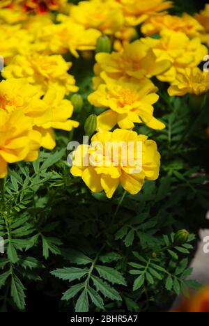 Tagetes patula french marigold in bloom, yellow flowers, green leaves, pot plant Stock Photo