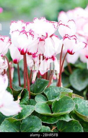 Cyclamen with pot in nursery. Flower greenhouse. Primulaceae Family. Cyclamen persicum. Stock Photo