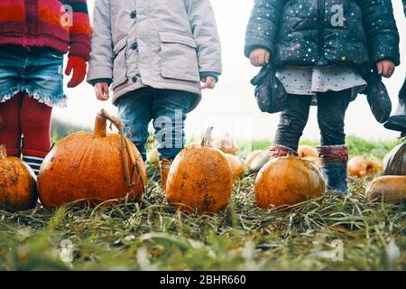 Three children's legs standing close to pumpkins in a field. Stock Photo