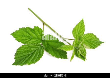 Blackberry branch isolated on white background Stock Photo