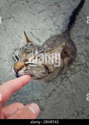 High angle view of playful cute cat biting his master finger while playing outdoors. Stray kitten full length portrait, sneaky glance, wants to be ado Stock Photo
