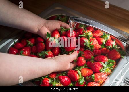 Woman's handwashing fruits in the sink with under running water. Housewife preparing the strawberries for jam. Cleaning the fruits with cold water. Stock Photo