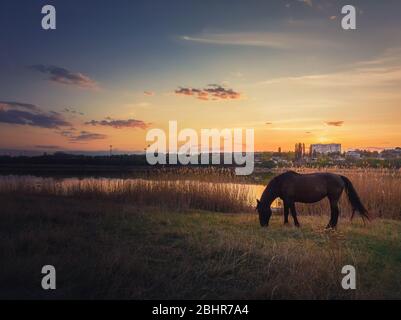 Lone horse silhouette grazing grass on a spring pasture near lake against warm sunset. Idyllic rural landscape and a black mare meets the evening on t Stock Photo