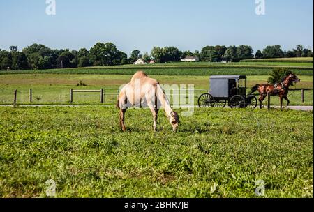 Camel in a farm pasture with an Amish buggy riding by Lancaster