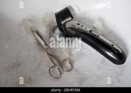 grey hairs scissors and cheap hair trimmer in a sink due to middle aged man cutting his own hair due to self isolation covid-19 pandemic Stock Photo
