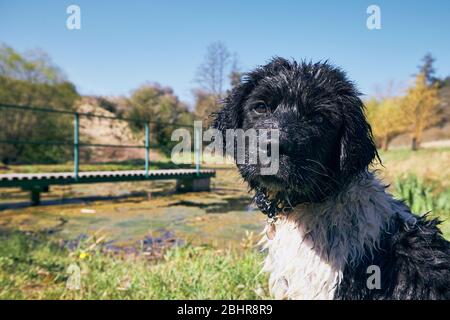 Wet dog sitting on shore of pond. Puppy of Czech mountain dog in spring nature.