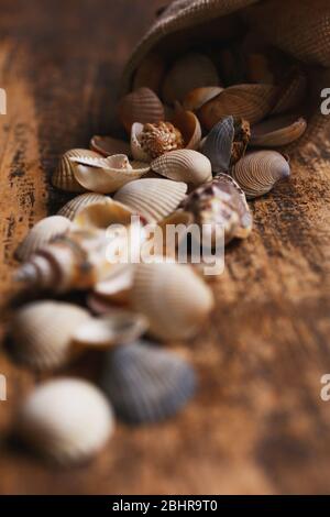 Small seashells close up on old dark wooden background. Stock Photo