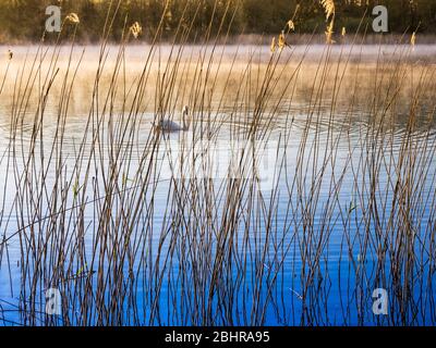 A simple, minimalist image taken through reeds at the edge of a lake on an early misty morning. Stock Photo
