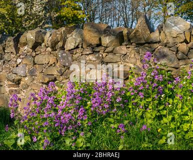 Purple Dame's Rocket flowers, Hesperis matronalis, growing against stone wall in roadside verge, East Lothian, Scotland, UK Stock Photo