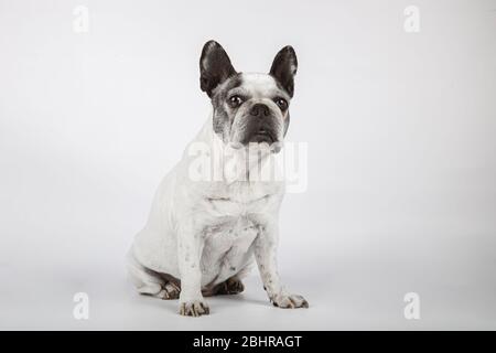 Lovely french bulldog looking at the camera isolated on white background Cute dog. Stock Photo