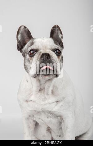 Studio portrait of french bulldog sitting looking towards camera and sticking out tongue on white background Stock Photo