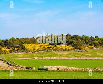 View across agricultural crop fields to yellow flowering gorse, Ulex, on hillside. East Lothian, Scotland, UK Stock Photo