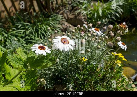 Close up of Rhodanthemum 'African Eyes' Moroccan daisy white flowers in a spring garden England UK United Kingdom GB Great Britain Stock Photo