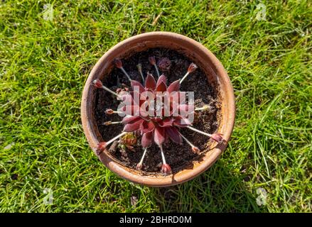 Close up of sempervivum house leek plant and shoots in a clay pot from above in a garden England UK United Kingdom GB Great Britain Stock Photo