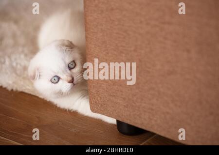 Kitten is white. Thoroughbred, Scottish kitten. Exploring the new territory. Little playful kitten. Stock Photo