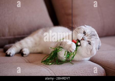 A purebred Scottish folded cat lies on the couch and plays with a toy. Stock Photo