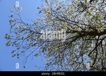 white blooming wild cherry trees Stock Photo