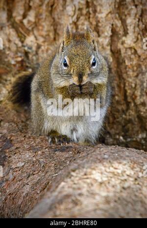 A red squirrel "Tamiasciurus hudsonicus", sitting in the warming sunlight on the rough bark of a mature spruce tree eating a nut that he is holding in Stock Photo