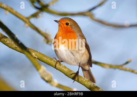 Robin Erithacus rubecula, perched in sycamore tree, Aberdeenshire Stock Photo