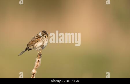 A female Reed Bunting (Emberiza Schoeniclus) in breeding plumage perched on a reed stem with a clean background. Taken at a small pond in Wiltshire. Stock Photo